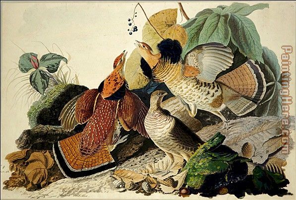 Ruffled Grouse painting - John James Audubon Ruffled Grouse art painting